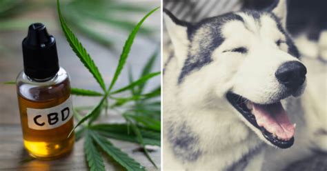 Is Hemp Helping My Husky?- Signs Your Pet CBD Oil is Working